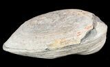 Triassic Fossil Fish (Pteronisculus?) In Nodule - Madagascar #53665-2